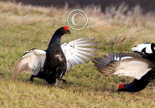 Pair Black Grouse Fighting DM1023